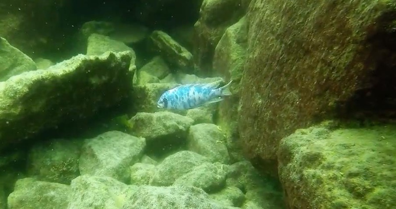 Maylandia zebra 'Machili Island'